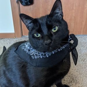 Meet your Posher, Ivy